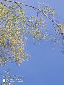 220515-4-птичица